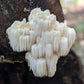 Lion's Mane Mushroom Tincture (Double Extracted)