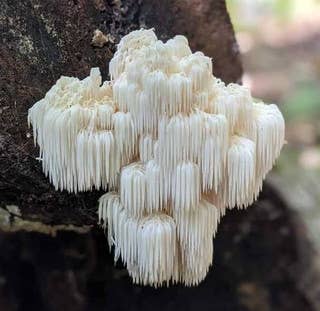 Lion's Mane Mushroom Tincture (Double Extracted)